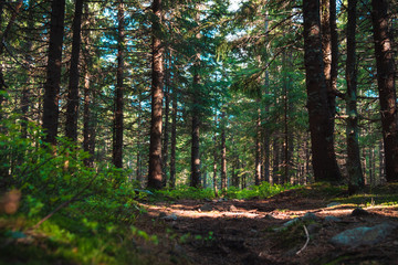 Obraz premium sunny path in the forest