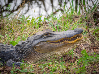 Big alligator on ground near water