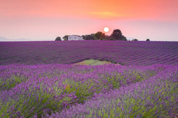 Naklejka na ściany i meble colorful fields of lavender at valensole plateau, France 
