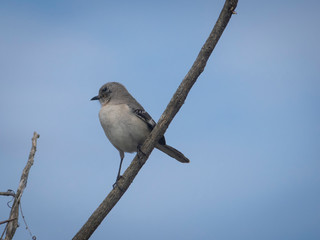 Cute little bird on branch