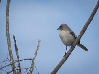 Cute little bird on branch