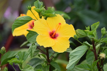 Hibiscus yellow plant