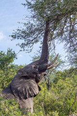Obraz premium African bush elephant in Kruger National park, South Africa