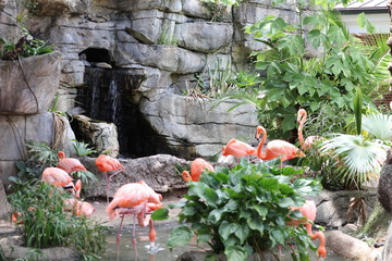 Flamingos