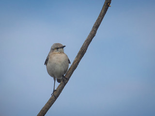 Cute little bird on branch
