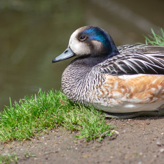 Beautiful wild Chiloe wigeon walking in grass in green park, Mareca sibilatrix wild water bird