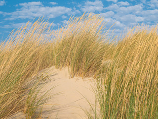 Dune with beachgrass