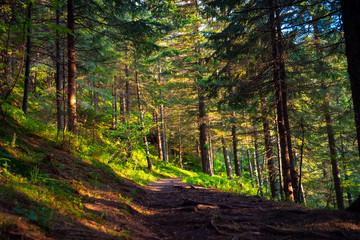 Obraz premium sunny path in the forest