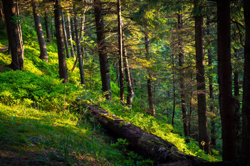 sunny forest landscape at sunset
