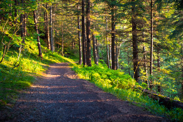 sunny path in the forest