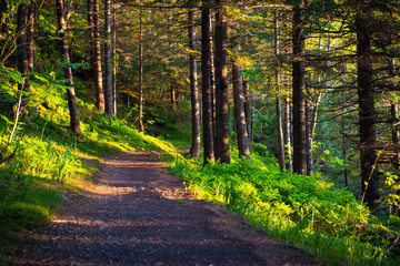 Obraz premium sunny path in the forest