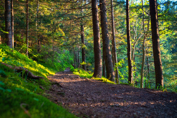 sunny path in the forest