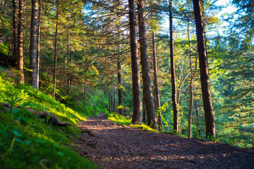 sunny path in the forest