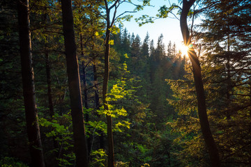 Fototapeta na wymiar sunny forest landscape at sunset