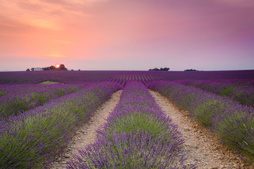 colorful fields of lavender in blossom at valensole, France