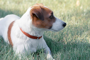Portrait of purebred cute young dog Jack Russell Terrier lying in summer park on grass and looking at right