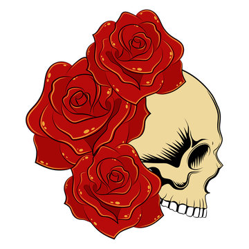 Skull with red roses. Vector image on white background.