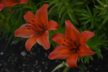 Lily bushes in the light.