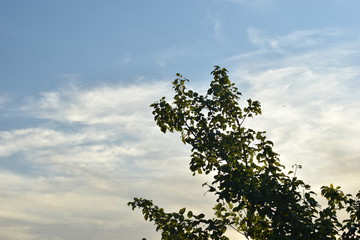 Garden landscapes in summer (vegetation).