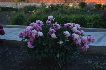 Colorful garden flowers close-up in summer.