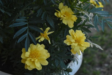 Colorful garden flowers close-up in summer.