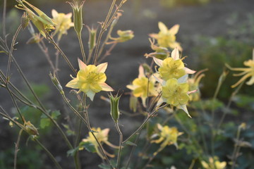 Bushes of Aquilegia flowers in the light.
