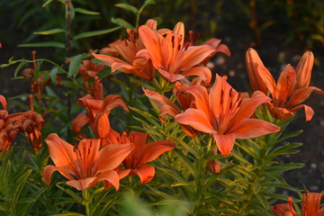 Lily bushes in the light.
