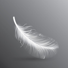 White Flying Bird Feather Isolated on Dark Background