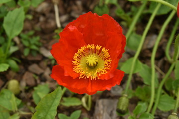 Red poppy bushes with flowers and baskets.
