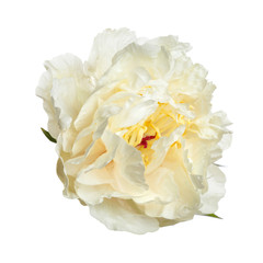 Gently yellow peony isolated on a white background.