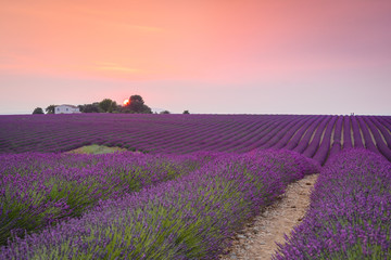 Fototapeta na wymiar colorful fields of lavender at valensole plateau, France 