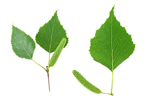 Branch of birch tree with green leaves and catkins isolated on white background