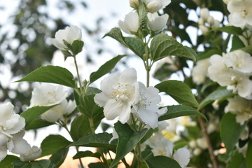 Mock orange (lat. Philadelphia) — a genus of shrubs from the family Hydrangeaceae (Hydrangeaceae).