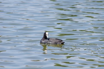 Une poule d'eau