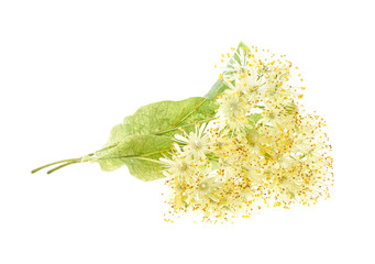 Fototapeta premium Linden flowers isolated on a white background