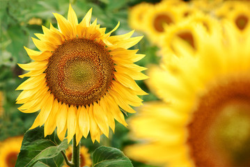 Blooming sunflower grows on a bright yellow color close-up.