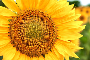 Blooming sunflower grows on a bright yellow color close-up.