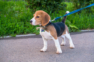 A thoughtful Beagle puppy on a walk in a city park. Portrait of a nice puppy.Eastern Europe.