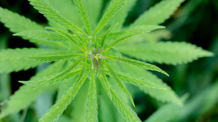 A marijuana bush, with strong branches on which ripe seeds.