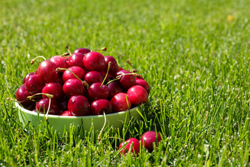 Close up of pile of ripe cherries with stalks and leaves. Large collection of fresh red cherries.