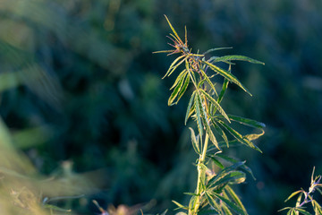 A marijuana bush, with strong branches on which ripe seeds.