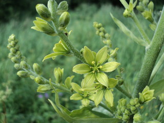 flowers in the garden