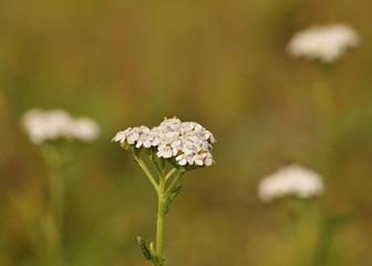 Gemeine Schafgarbe, Achillea millefolium, Blütenstand auf Wiese mit unscharfen Blüten im...