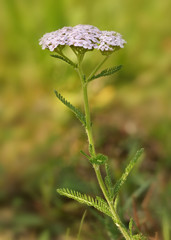 Gemeine Schafgarbe, Achillea millefolium: ganze Pflanze vor unscharfem Hintergrund