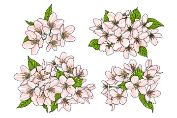 Pink flowers of apple tree with green leaves isolated on white background. Vector EPS 10.