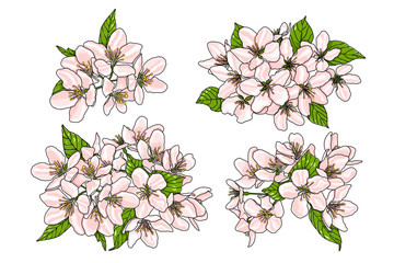 Rosa Blüten des Apfelbaums mit grünen Blättern isoliert auf weißem Hintergrund. Vektor EPS 10. © Alice
