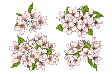 Rosa Blüten des Apfelbaums mit grünen Blättern isoliert auf weißem Hintergrund. Vektor EPS 10. © Alice