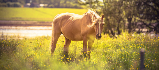 Naklejka premium Horse - wild brown horse running on a green meadow