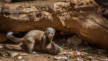 Fototapeta premium Two Common dwarf mongoose fighting in Kruger National park, South Africa ; Specie Helogale parvula family of Herpestidae