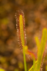 Cape sundew (Drosera capensis) ready to catch insects.